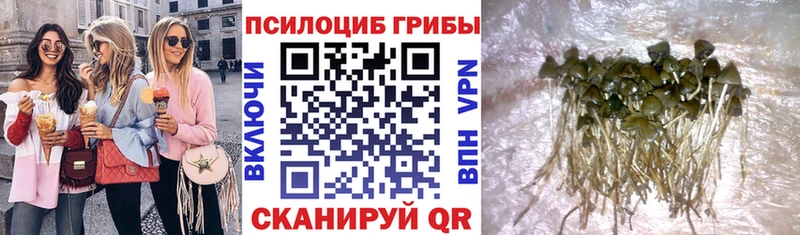 Псилоцибиновые грибы Cubensis  Первомайск 